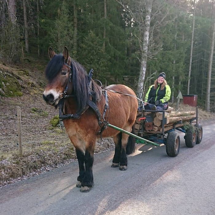 Media 1 av Stallargårdens Caiser