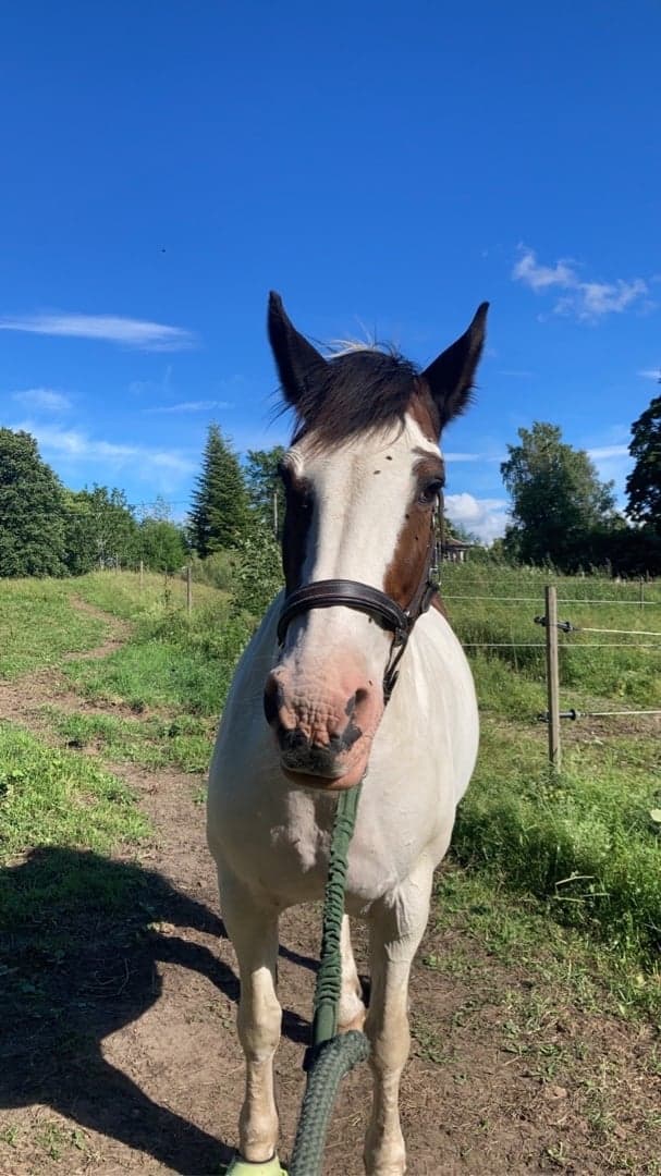 Image 1 of Liljeholmens Afrodite