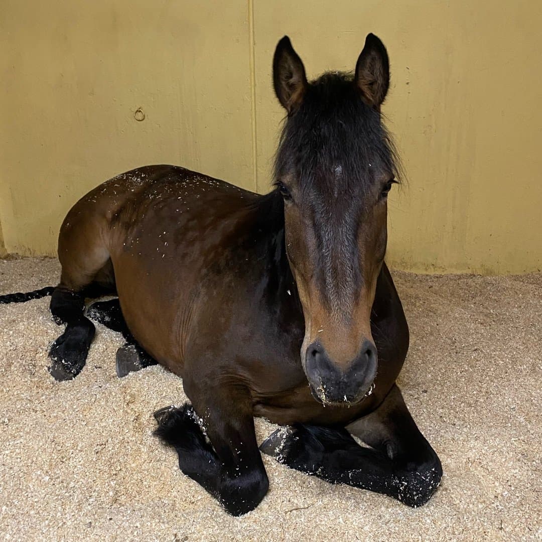 Image 1 of Munsboro Caroline