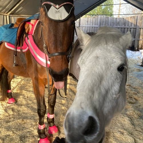 Profilbild av Liselott Holmberg Rosén