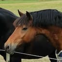 Fiffiluras Flashjack