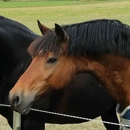 Bild av Älskade Jacken - söker kärleksfullt och tryggt hem med kunskap och tid