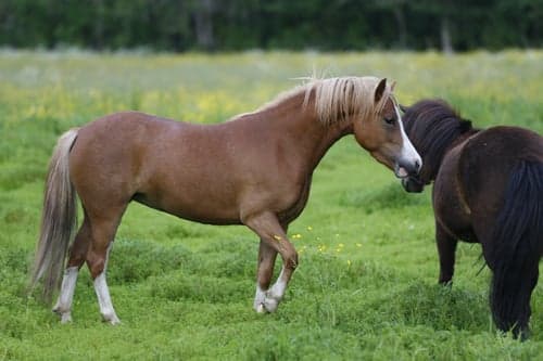 Image of Welshsto med utstålning lämplig för alla