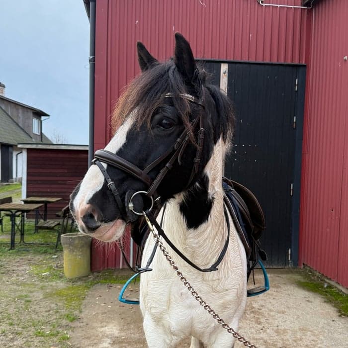 Media 1 av Buster/Buddy