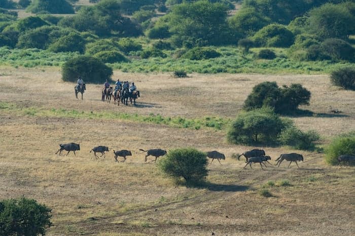 Media 2 av 7-nätters ridsafari i Sydafrika & Botswana – African Explorer