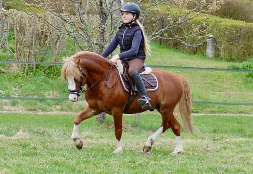 Bild av Underbar Welsh mountainhingst i avel 