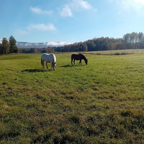 Bild av Charmigt projekt