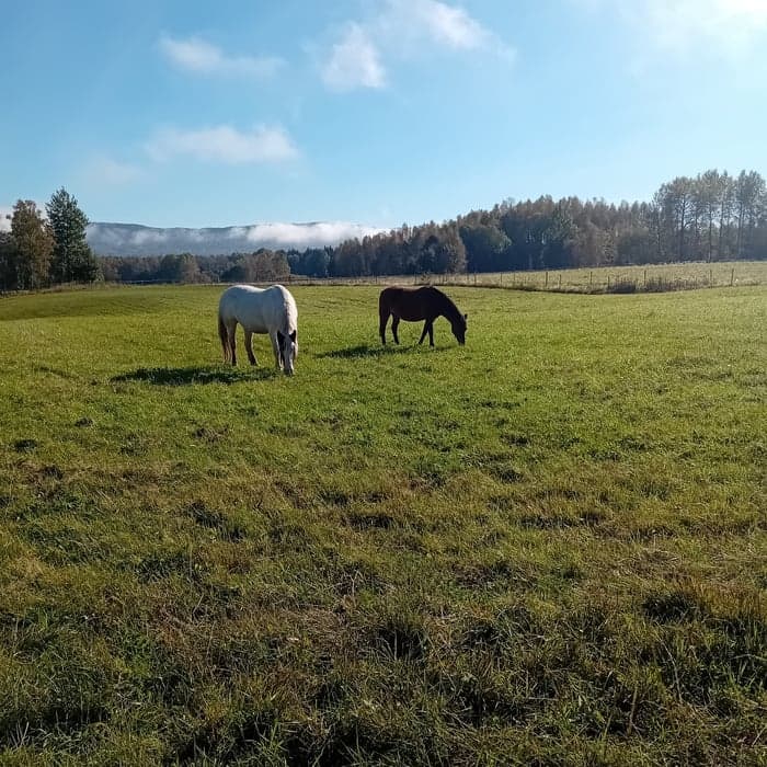 Media 2 av I'm magic