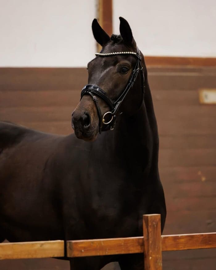 Media 2 av Für Elise MVG