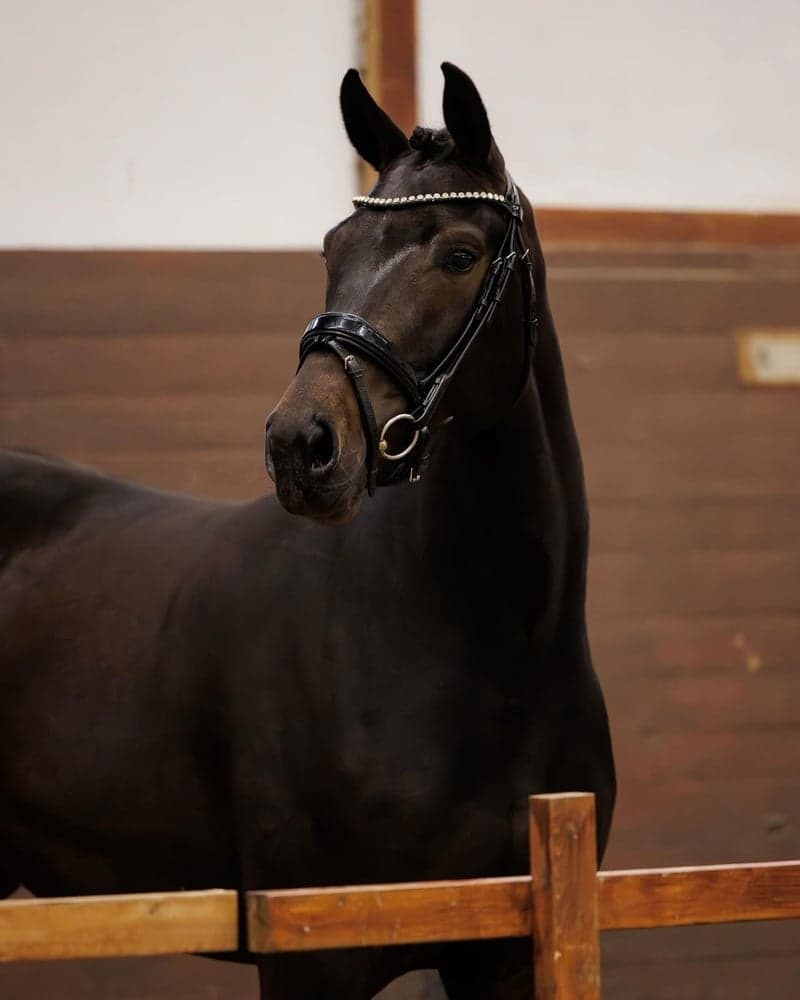 Bild 2 av Für Elise MVG