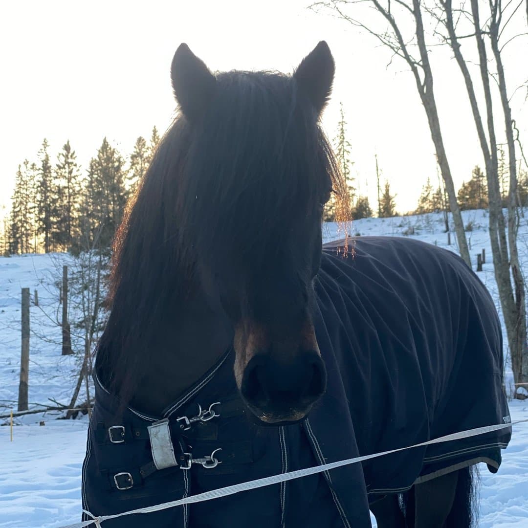 Bild 1 av Rosens Vaiana