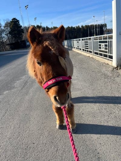 Inlägg 5 av Ponnytrav med titeln Sötis killen❤️