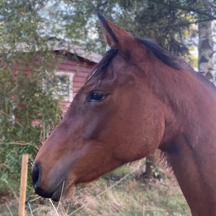 Media 1 av Nikes, Wendy Time