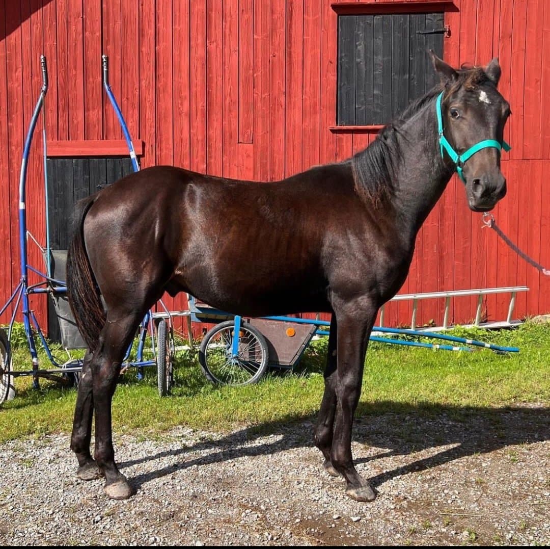 Bild 1 av Make The song