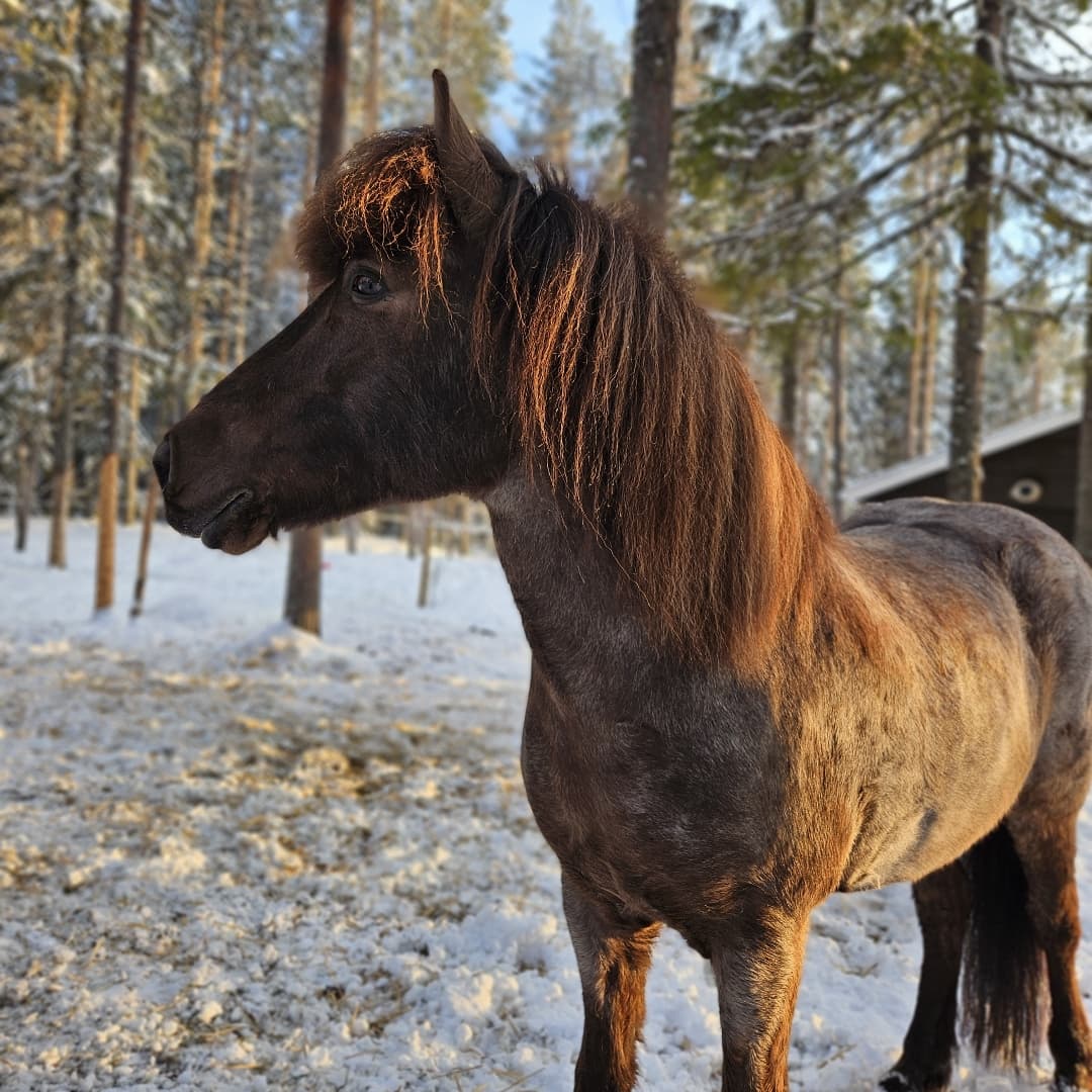 Bild 1 av Aldur från liagård