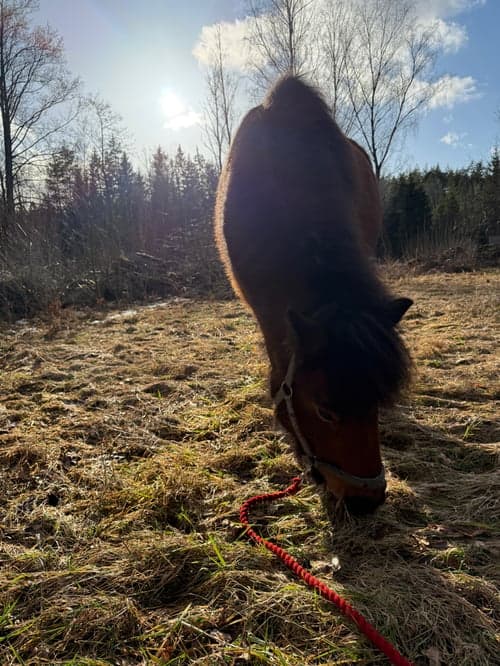 Bild av Trevlig 5 gångare med alla gångarter på plats.