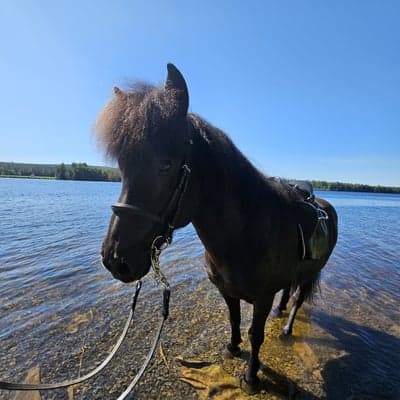 Pegasus frà Brúnum