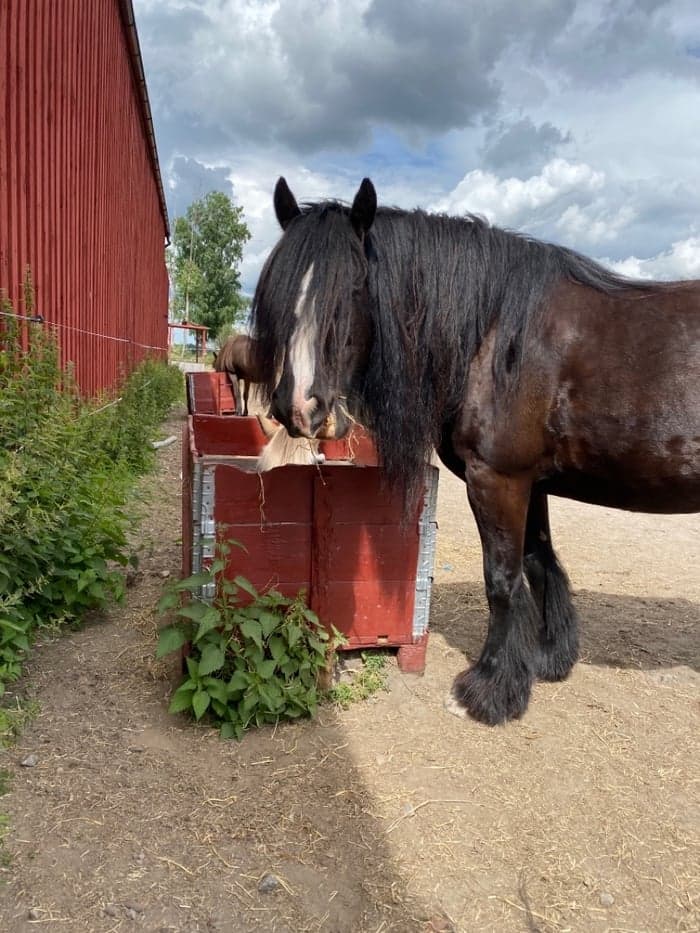 Media 1 av Blackie
