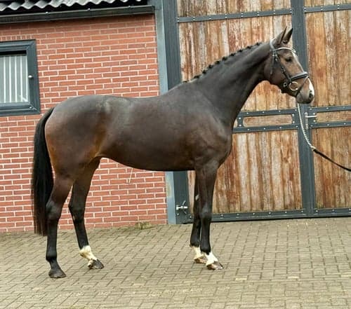 Bild av Elegant 5-årig dressyrsto – ren harmoni i sadeln!