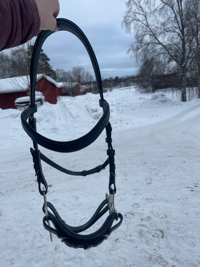 Media 1 av Svart hackamore 