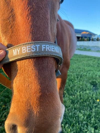 Inlägg 8 av Lusitano med titeln Kvällens promenad 🌞🌼