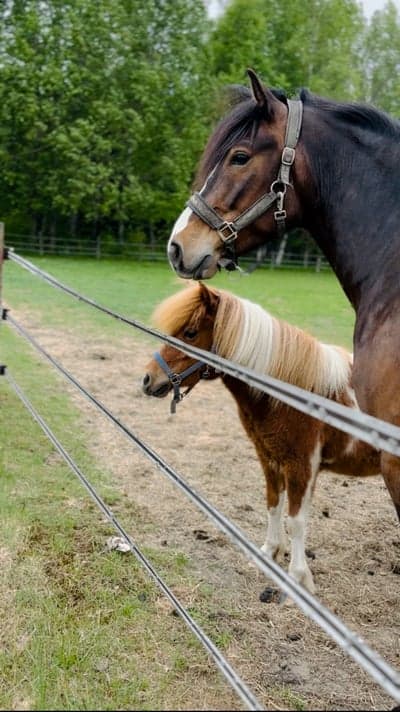 Inlägg 32 av Allround med titeln THOR OCH TIM