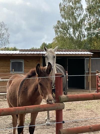 Inlägg 2 av Mula med titeln Bruno ❤️