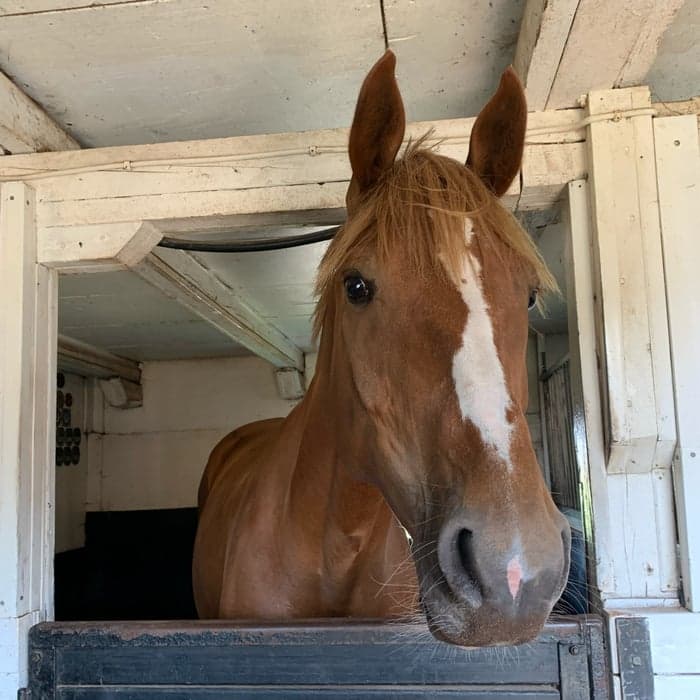 Media 1 av Hope For Golden Z