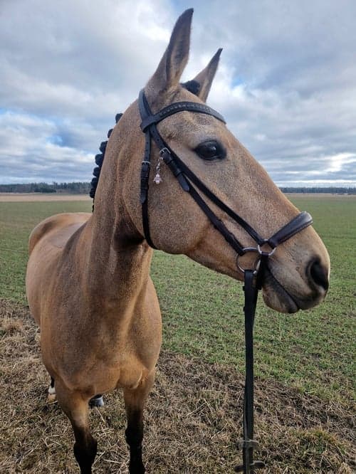 Bild av Bramblehouse Rosie 