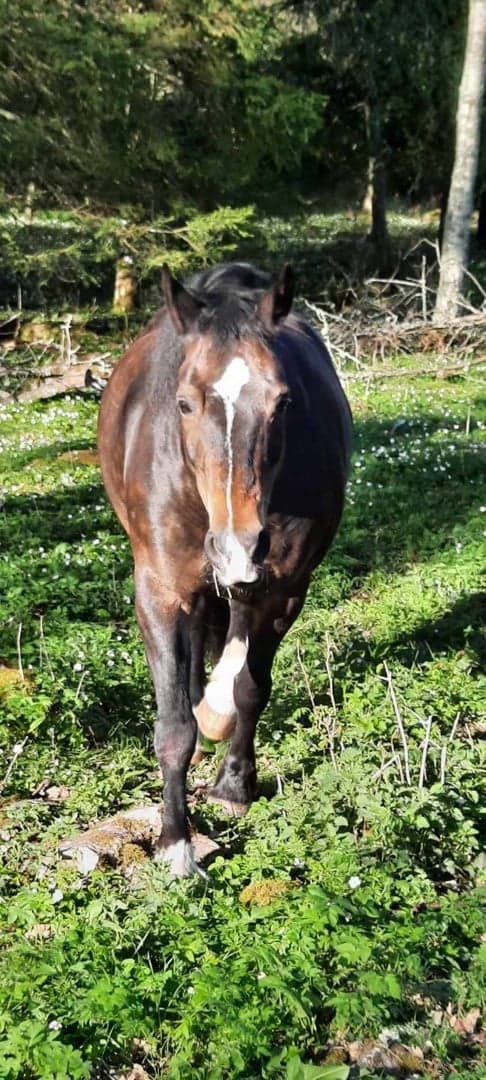 Bild 1 av Marl Myrtle