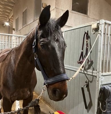 Image 1 of Sir Limitless "Sam"