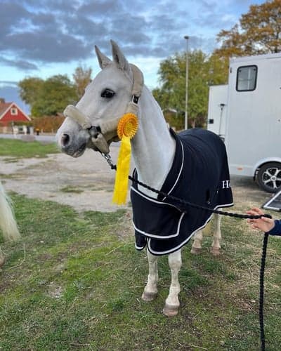 Inlägg 368 av Hoppning med titeln Sverigeponnykval!