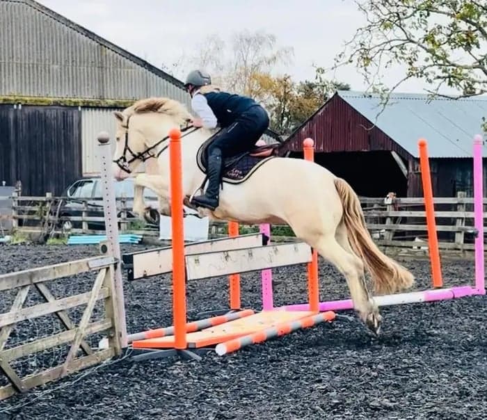 Media 8 av Striking Lemon & White Irish Allrounder- LENNIE