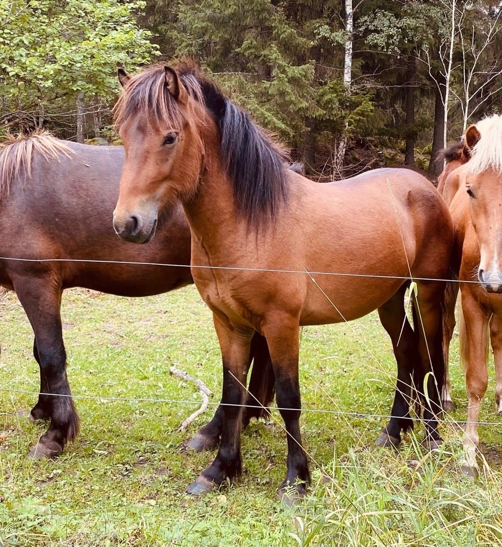 Bild 1 av Adam från Vackerberga