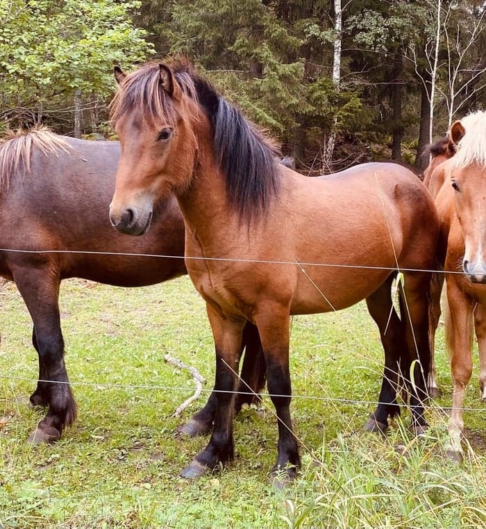 Media 1 av Adam från Vackerberga