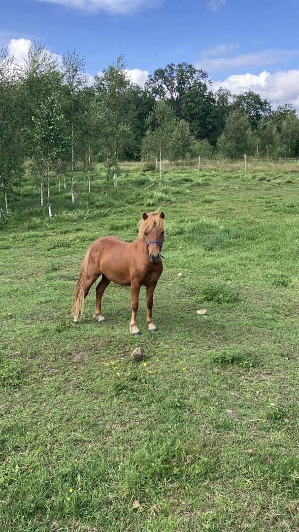 Bild 1 av Hagstads Rubin