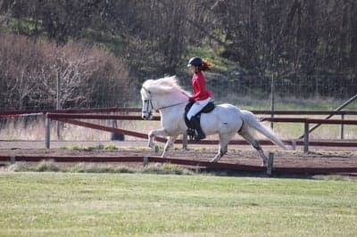 Inlägg 29 av Island