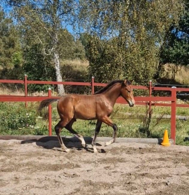 Media 4 of Härligt hingstföl 