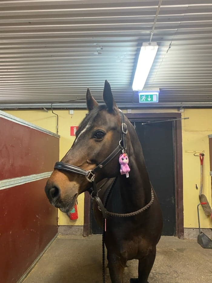 Media 2 av Marielunds Fair Lady