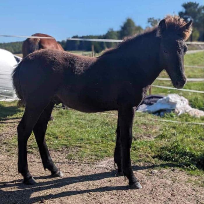 Media 1 av Min Lilla Gobit