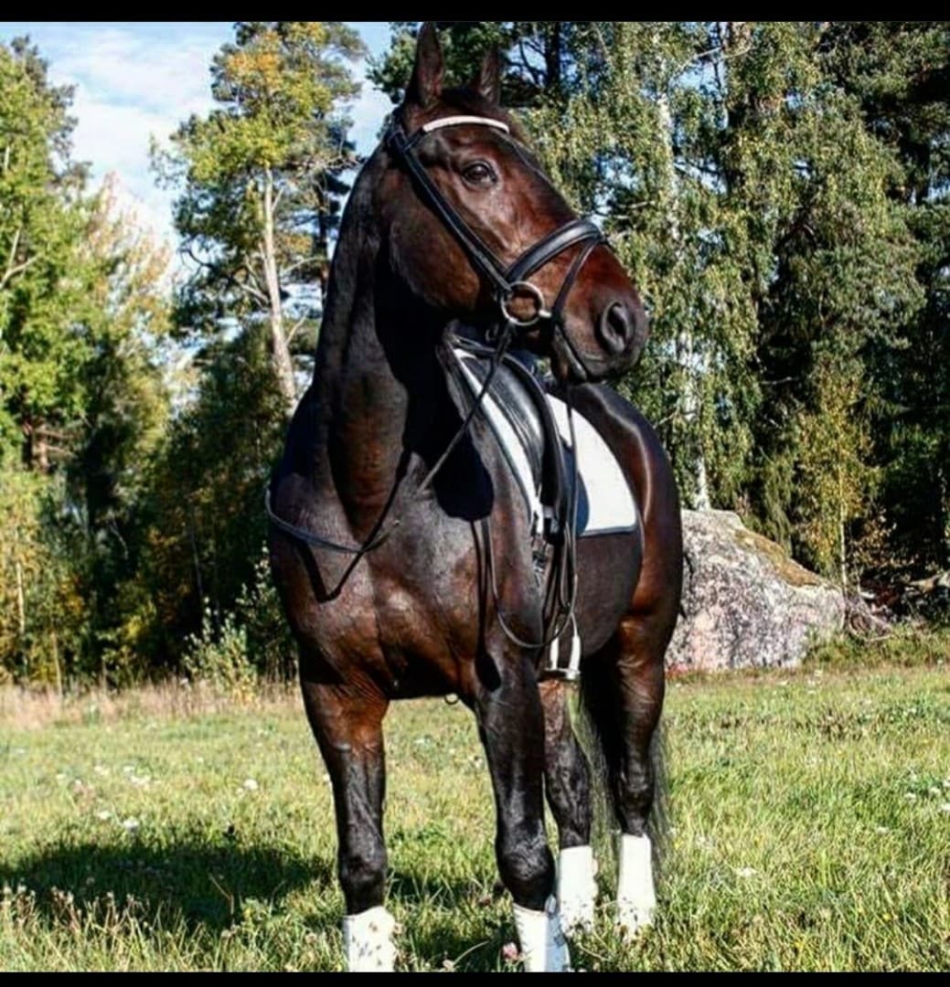 Bild 1 av Indian peter