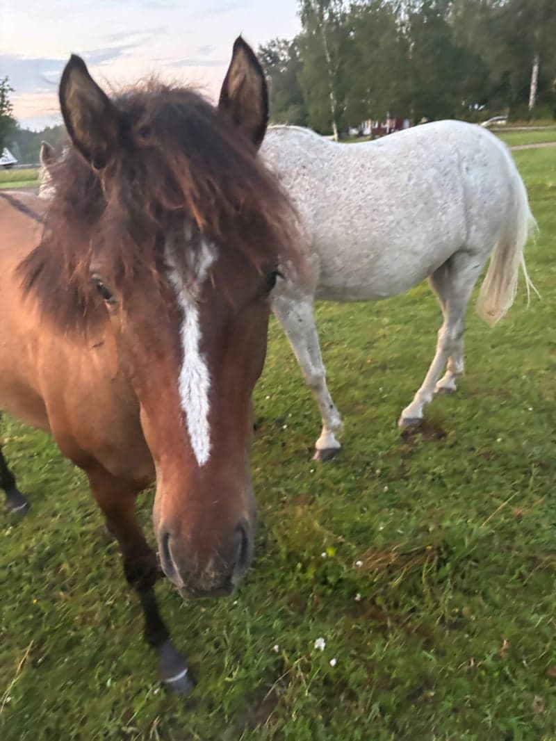 Bild 3 av Spirit Surprise