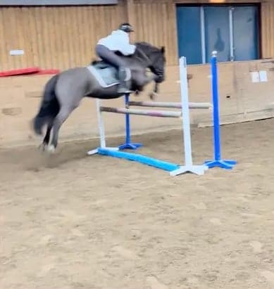 Bild av Riktigt fin hoppglad ridhäst säljes