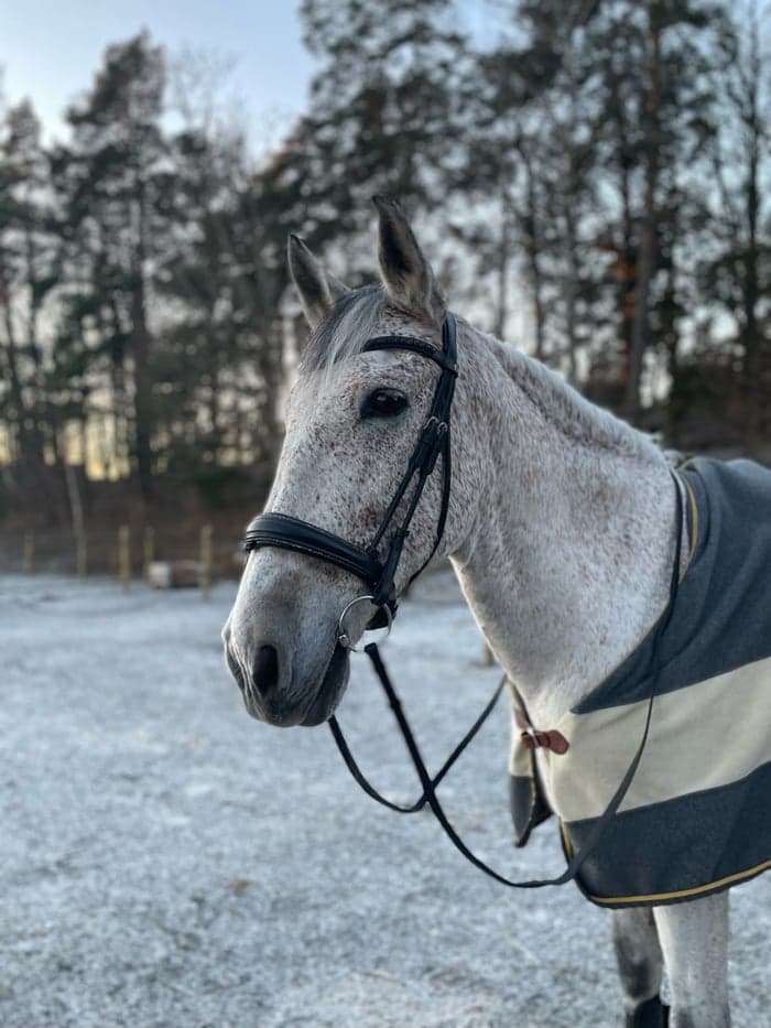 Media 3 av Mezcalero