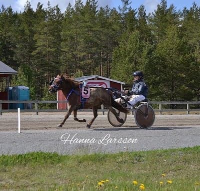 Inlägg 80 av Trav med titeln Ponnytrav 