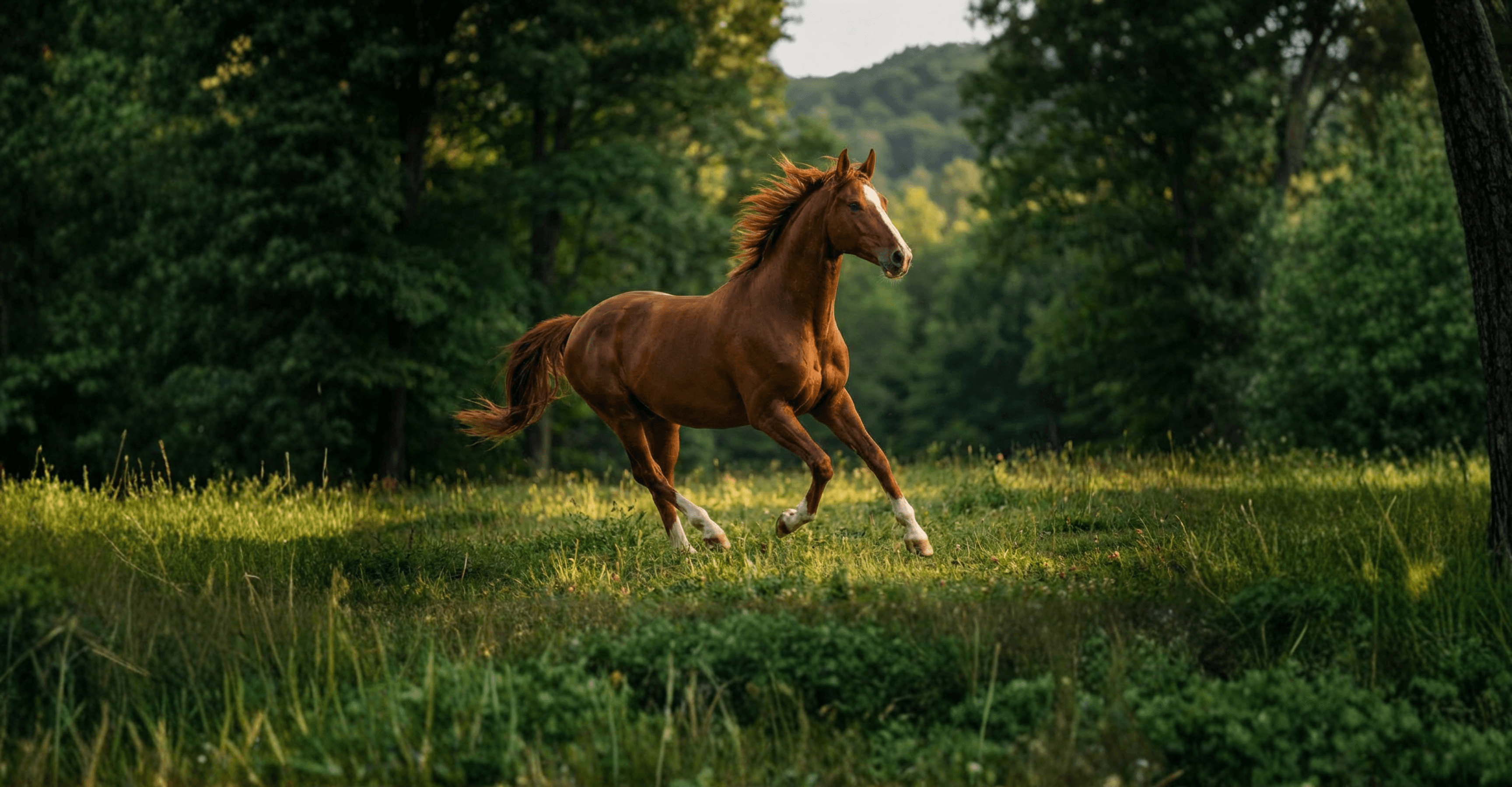 Bild av Hannoveraner Verband