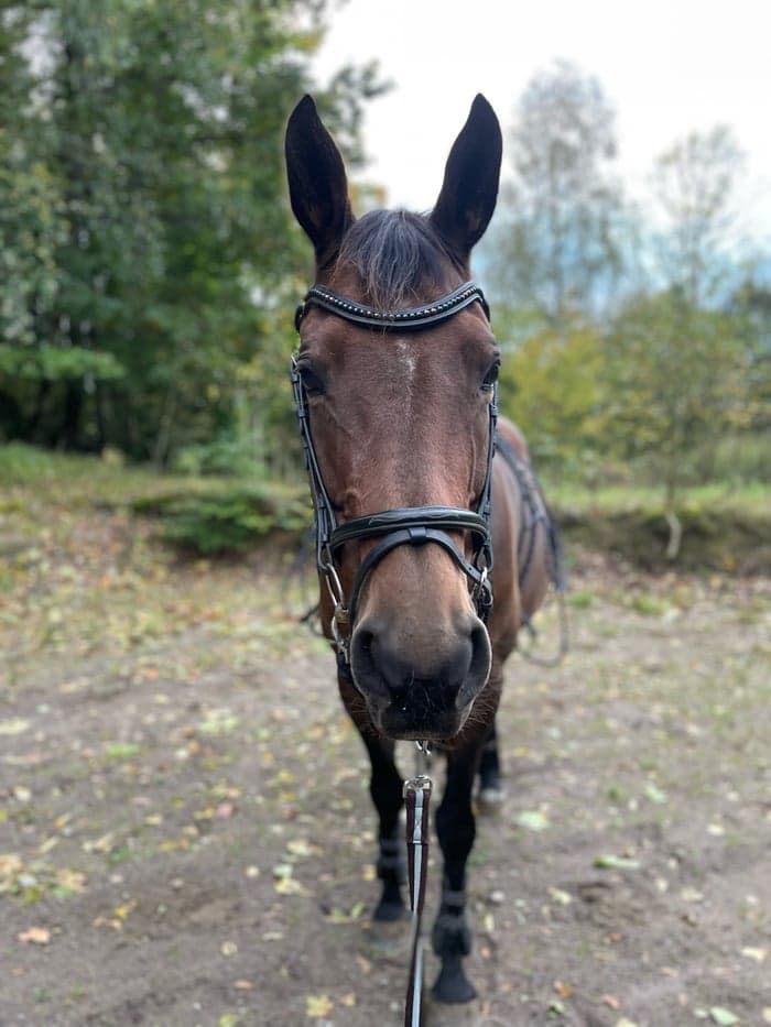 Media 1 av Dear Prudence