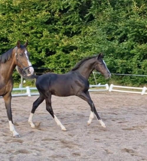 Bild av Hingst med utstrålning och framtiden för sig!