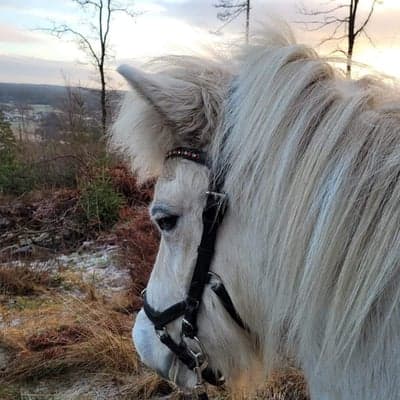 Röskva fra Röverstedbro