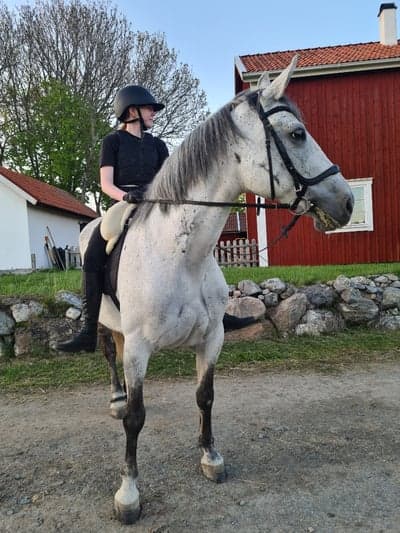 Inlägg 2 av Lipizzaner